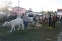 In prà della Antica Fiera di Arsego (15)